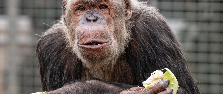 Einlass ohne Kontrolle,  Masken tragen in Innenräumen ist freiwillig, Reservierung von Tickets möglich aber nicht nötig Keine Corona-Beschränkungen mehr im Zoo