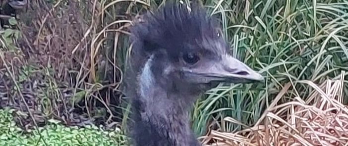 Emu Karlchen bekommt weibliche Verstärkung Sie ist endlich da!!!