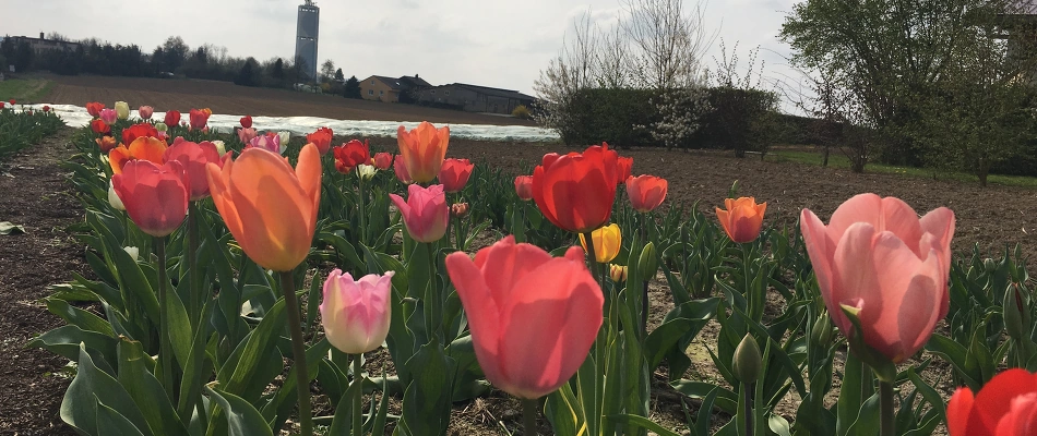  Es blüht auf unserem Blumenfeld