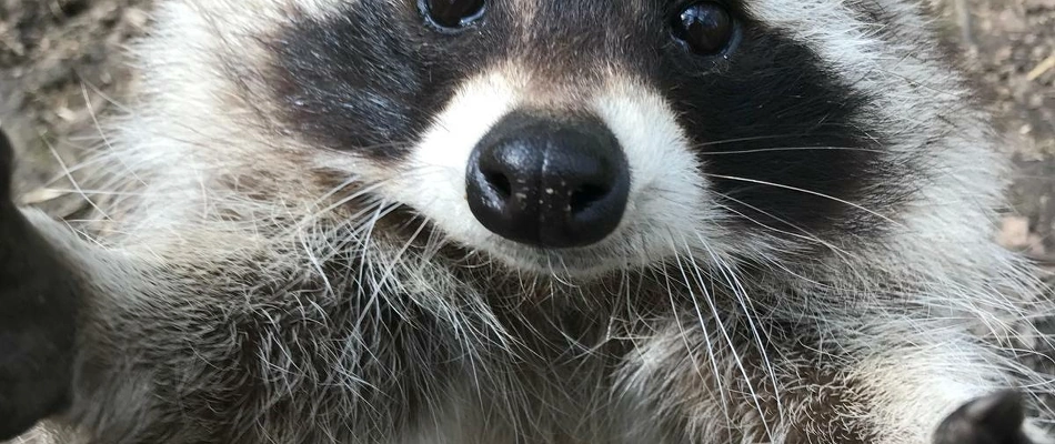 öffentliche Kleinbär-Fütterung eingeschränkt  Die Waschbären machen Winterpause