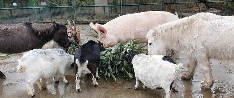 Arbeiten im Leintalzoo