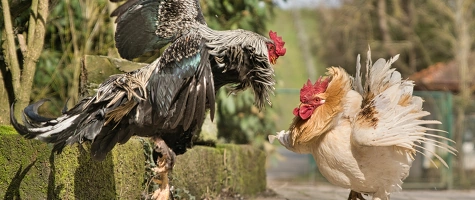 Frühlings-Erlebnisse im Leintalzoo