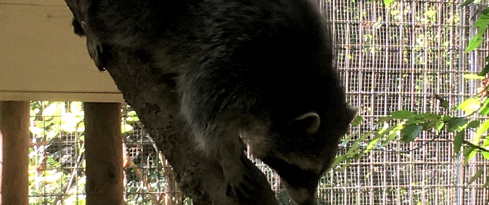  Neuzugang im Leintalzoo