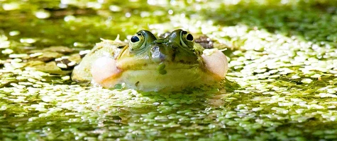 Sonderveranstaltungen im Rahmen der NaturErlebnisTage